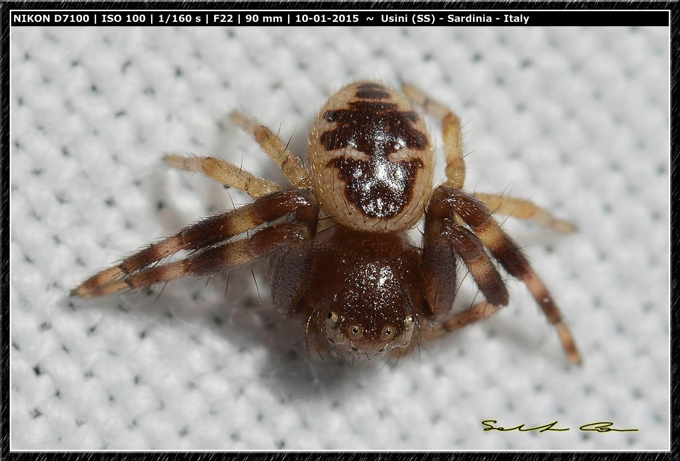 Giovane Synema globosum - Usini (SS)